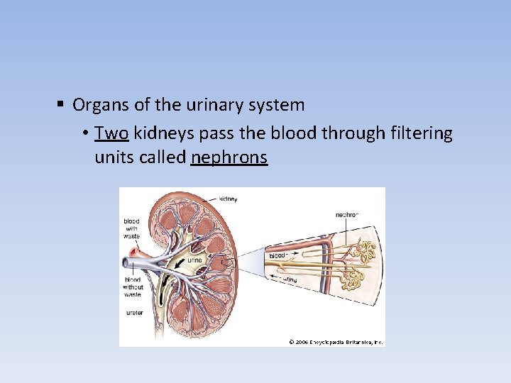§ Organs of the urinary system • Two kidneys pass the blood through filtering
