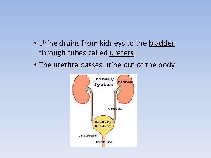  • Urine drains from kidneys to the bladder through tubes called ureters •