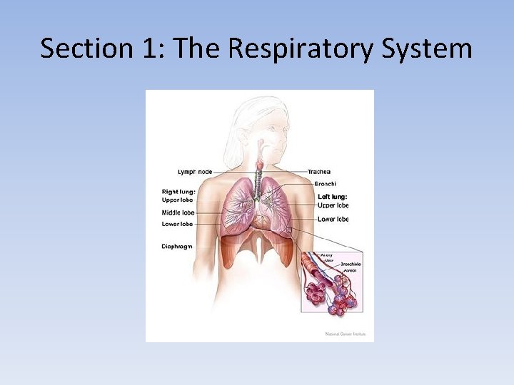 Section 1: The Respiratory System 