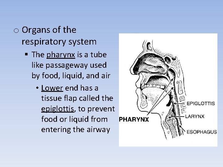 o Organs of the respiratory system § The pharynx is a tube like passageway