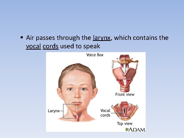 § Air passes through the larynx, which contains the vocal cords used to speak