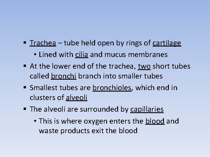 § Trachea – tube held open by rings of cartilage • Lined with cilia