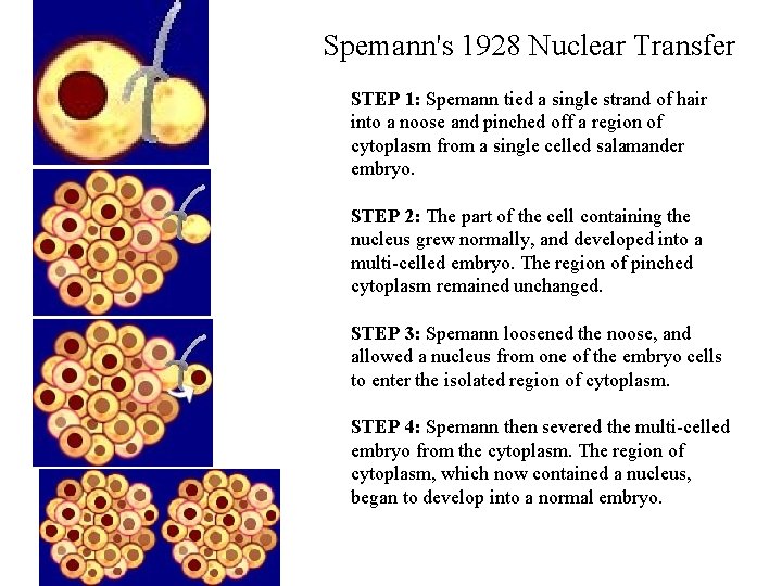 Spemann's 1928 Nuclear Transfer STEP 1: Spemann tied a single strand of hair into Spemann's 1928 Nuclear Transfer STEP 1: Spemann tied a single strand of hair into