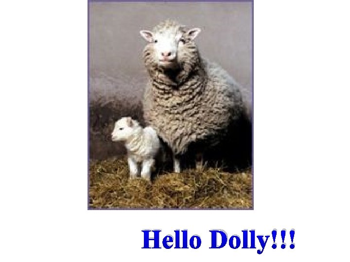 Hello Dolly!!! Hello Dolly!!!