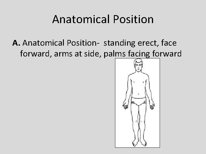 Anatomical Position A. Anatomical Position- standing erect, face forward, arms at side, palms facing