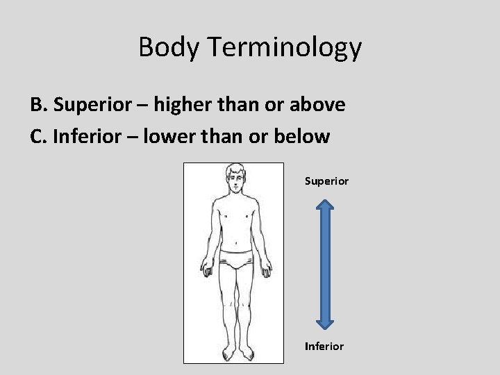 Body Terminology B. Superior – higher than or above C. Inferior – lower than