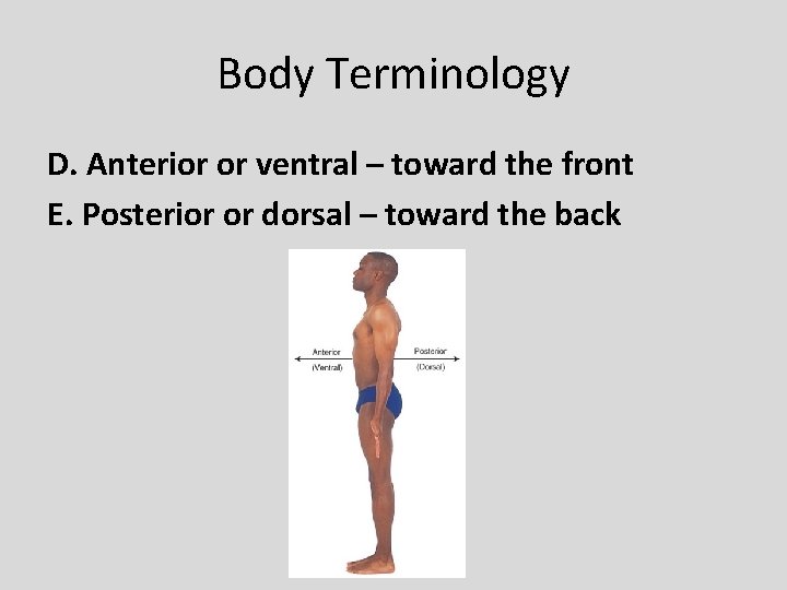 Body Terminology D. Anterior or ventral – toward the front E. Posterior or dorsal