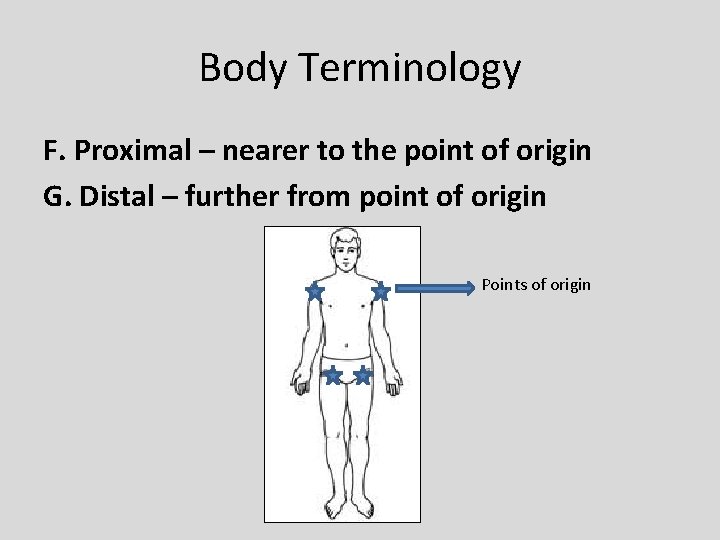 Body Terminology F. Proximal – nearer to the point of origin G. Distal –