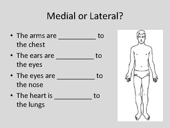 Medial or Lateral? • The arms are _____ to the chest • The ears