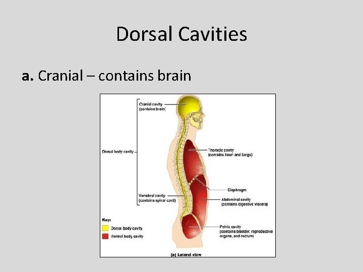 Dorsal Cavities a. Cranial – contains brain 