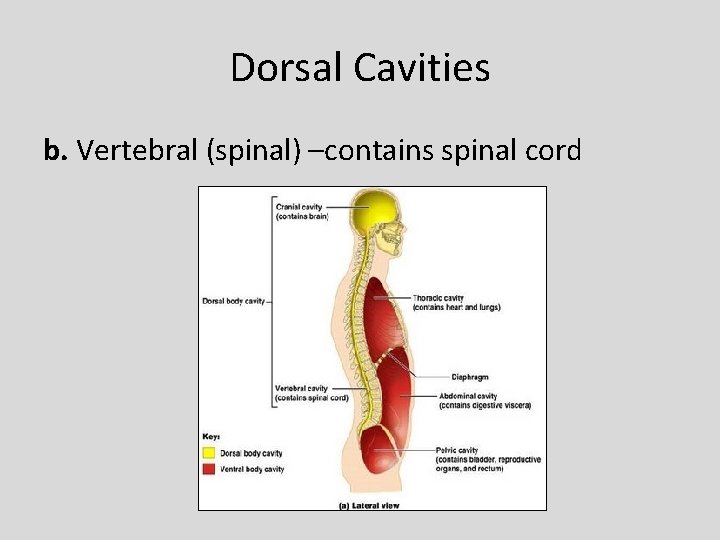 Dorsal Cavities b. Vertebral (spinal) –contains spinal cord 