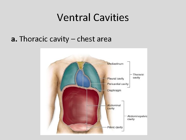 Ventral Cavities a. Thoracic cavity – chest area 