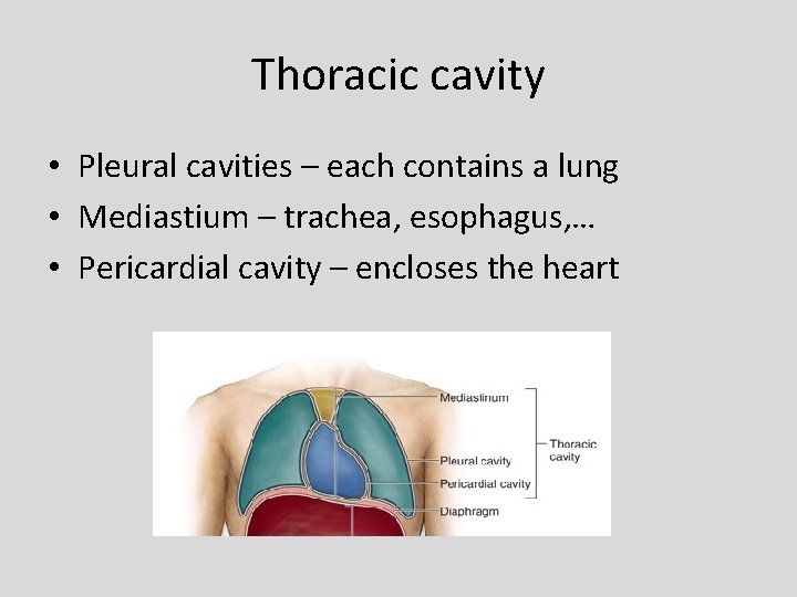 Thoracic cavity • Pleural cavities – each contains a lung • Mediastium – trachea,