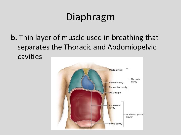 Diaphragm b. Thin layer of muscle used in breathing that separates the Thoracic and