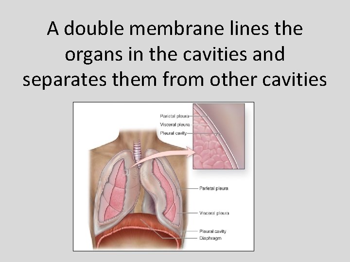 A double membrane lines the organs in the cavities and separates them from other