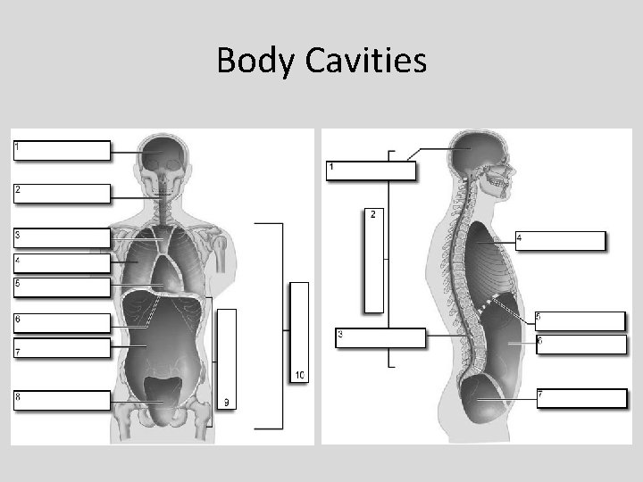 Body Cavities 