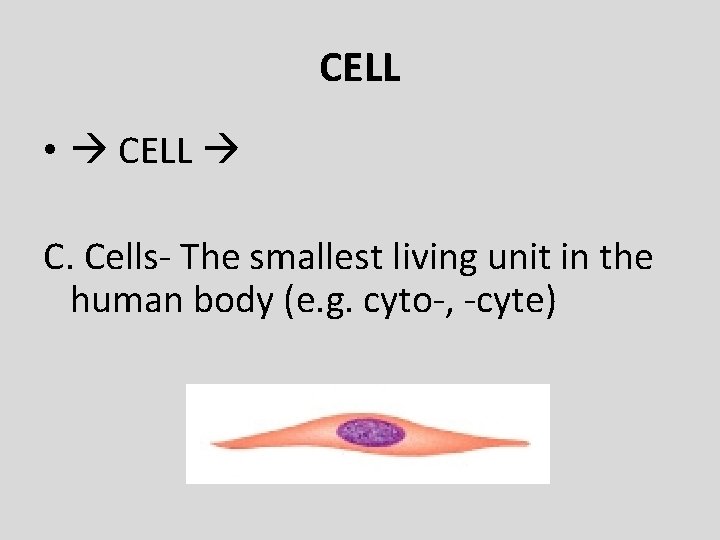 CELL • CELL C. Cells- The smallest living unit in the human body (e.