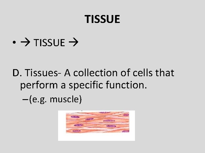 TISSUE • TISSUE D. Tissues- A collection of cells that perform a specific function.