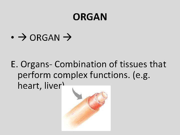 ORGAN • ORGAN E. Organs- Combination of tissues that perform complex functions. (e. g.