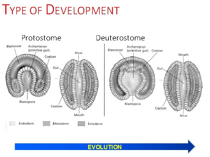 TYPE OF DEVELOPMENT Protostome Deuterostome EVOLUTION 