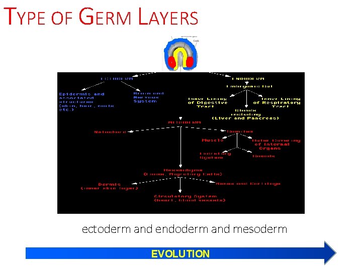 TYPE OF GERM LAYERS ectoderm and endoderm and mesoderm EVOLUTION 
