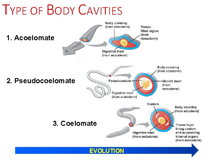 TYPE OF BODY CAVITIES 1. Acoelomate 2. Pseudocoelomate 3. Coelomate EVOLUTION 