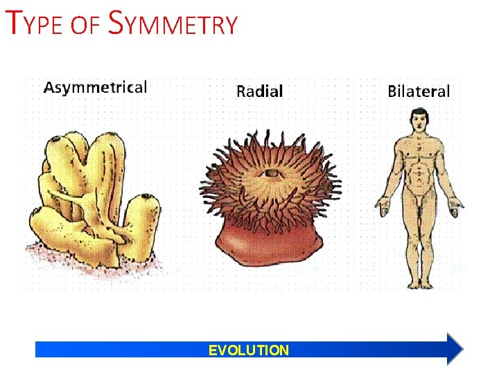 TYPE OF SYMMETRY EVOLUTION 