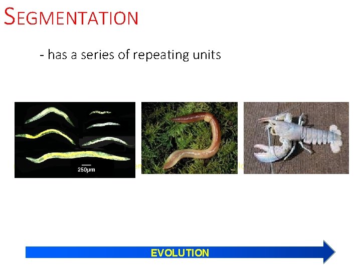 SEGMENTATION - has a series of repeating units non-segmented worms segmented worm segmented lobster