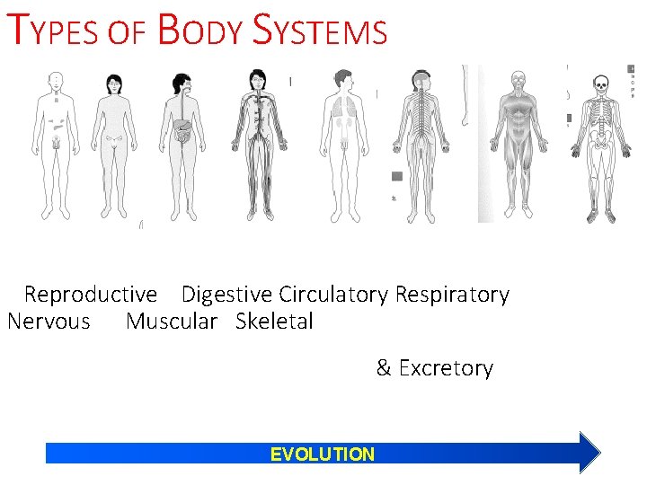 TYPES OF BODY SYSTEMS Reproductive Digestive Circulatory Respiratory Nervous Muscular Skeletal & Excretory EVOLUTION
