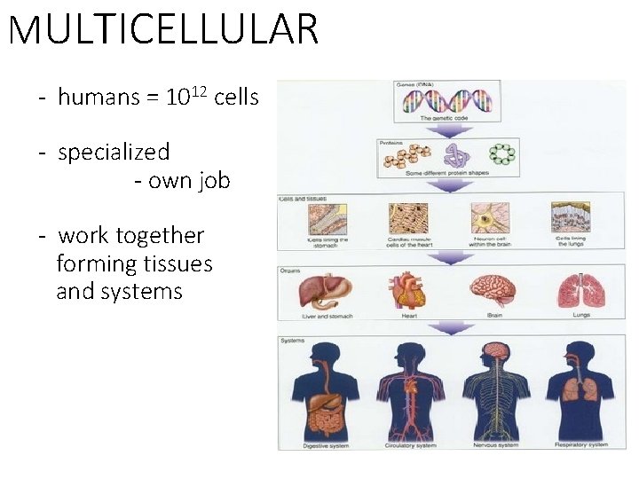 MULTICELLULAR - humans = 1012 cells - specialized - own job - work together