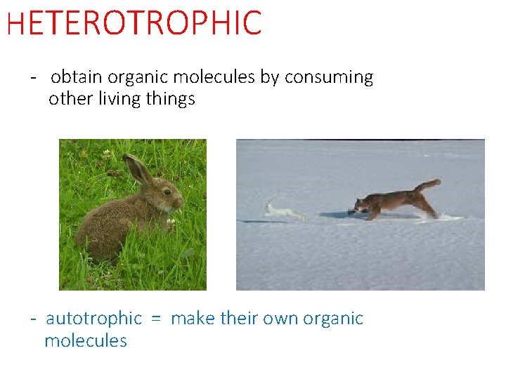 HETEROTROPHIC - obtain organic molecules by consuming other living things - autotrophic = make