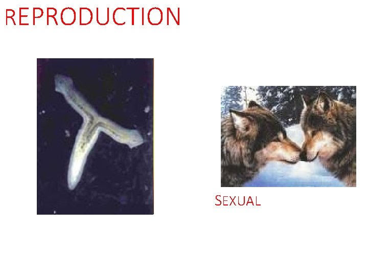 REPRODUCTION ASEXUAL 