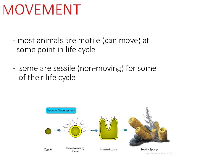 MOVEMENT - most animals are motile (can move) at some point in life cycle