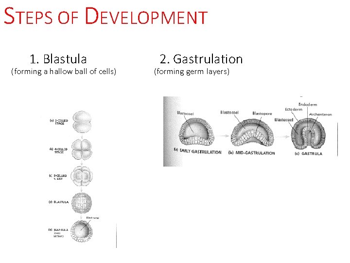 STEPS OF DEVELOPMENT 1. Blastula (forming a hallow ball of cells) 2. Gastrulation (forming