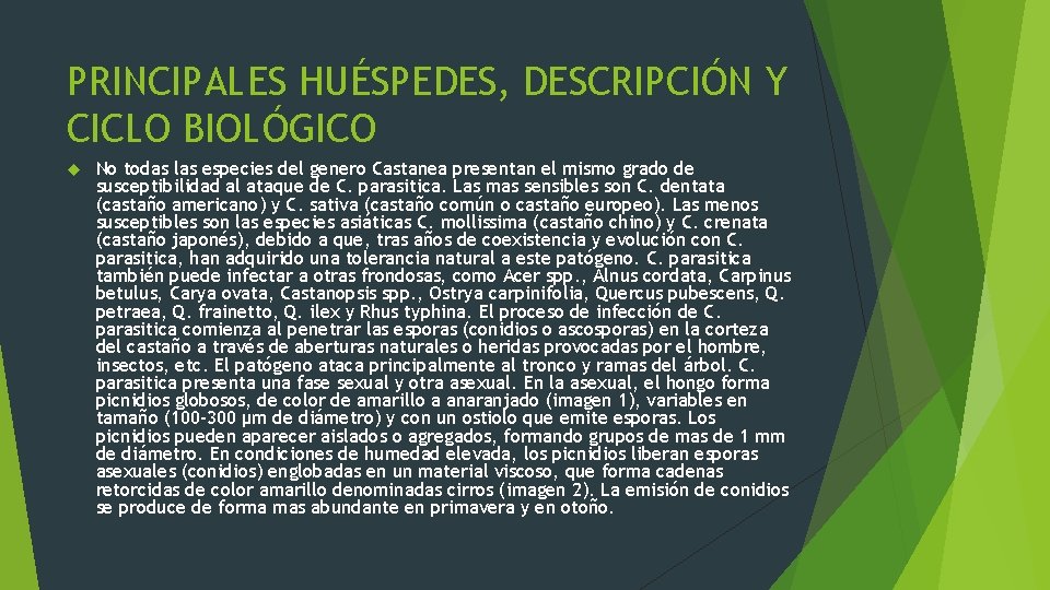 PRINCIPALES HUÉSPEDES, DESCRIPCIÓN Y CICLO BIOLÓGICO No todas las especies del genero Castanea presentan