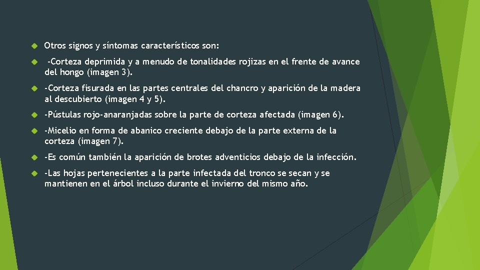  Otros signos y síntomas característicos son: -Corteza deprimida y a menudo de tonalidades