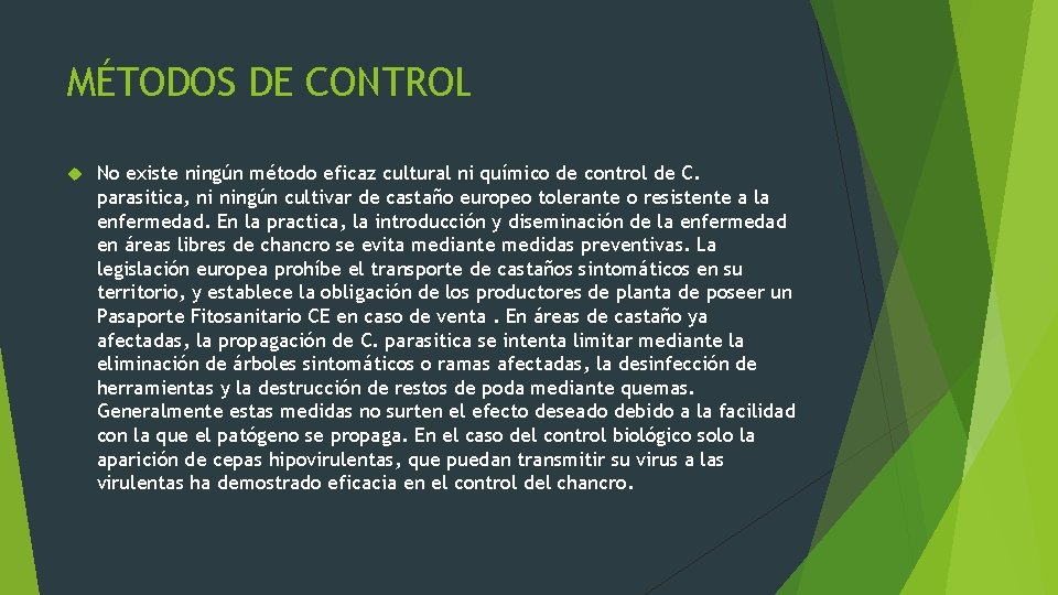 MÉTODOS DE CONTROL No existe ningún método eficaz cultural ni químico de control de