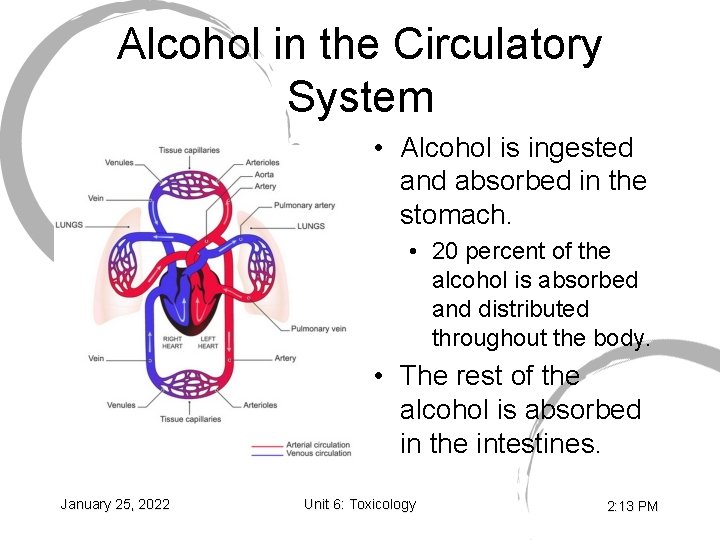 Alcohol in the Circulatory System • Alcohol is ingested and absorbed in the stomach.