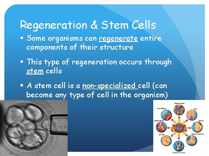 Regeneration & Stem Cells § Some organisms can regenerate entire components of their structure