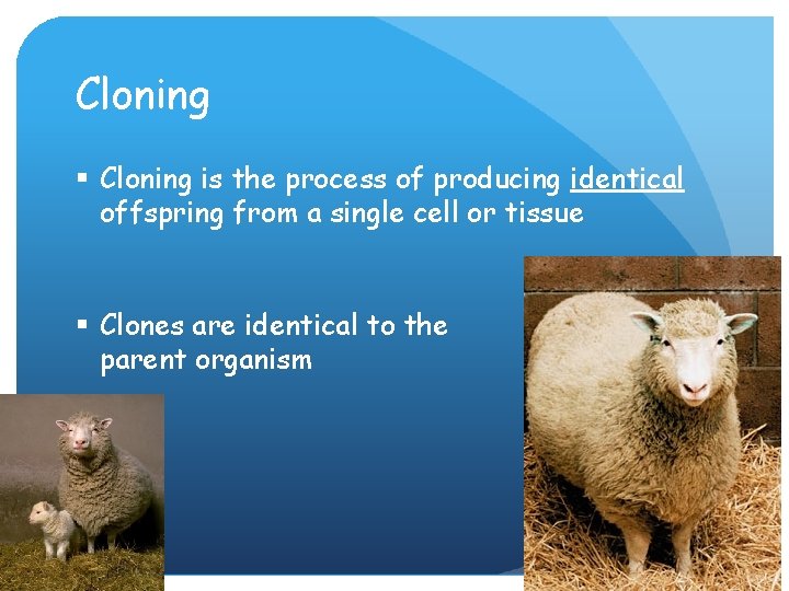 Cloning § Cloning is the process of producing identical offspring from a single cell