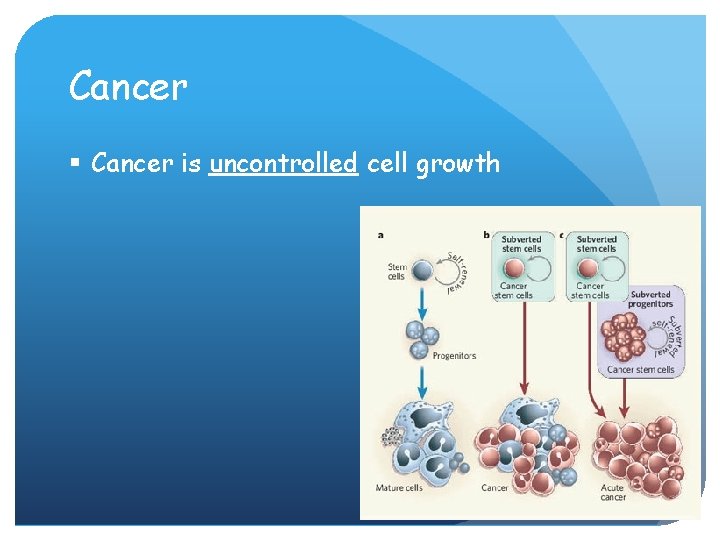 Cancer § Cancer is uncontrolled cell growth 