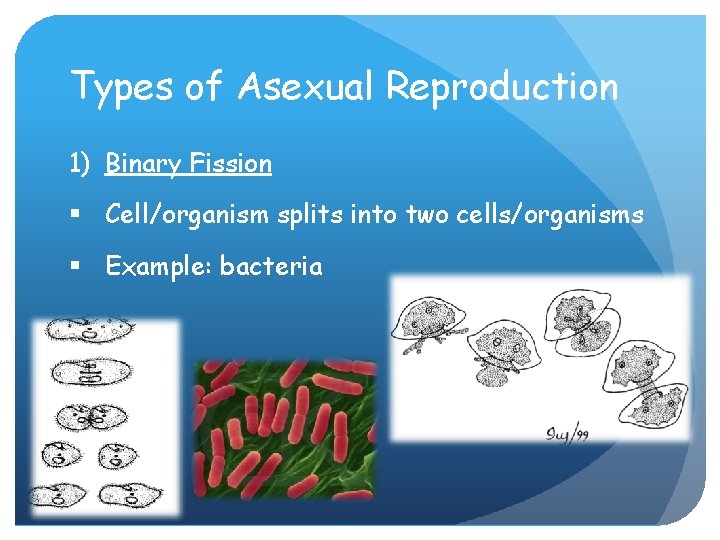 Types of Asexual Reproduction 1) Binary Fission § Cell/organism splits into two cells/organisms §