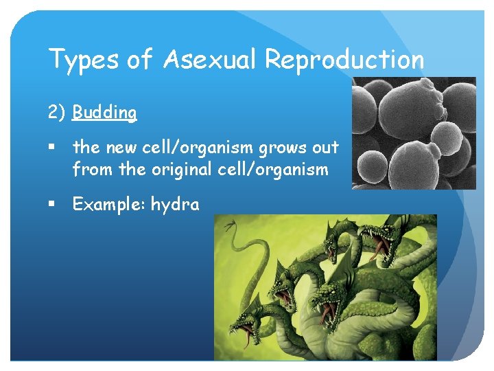 Types of Asexual Reproduction 2) Budding § the new cell/organism grows out from the