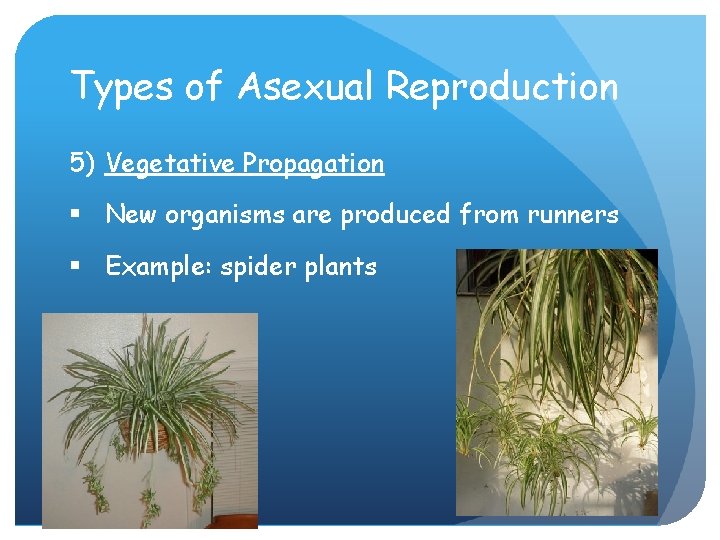 Types of Asexual Reproduction 5) Vegetative Propagation § New organisms are produced from runners