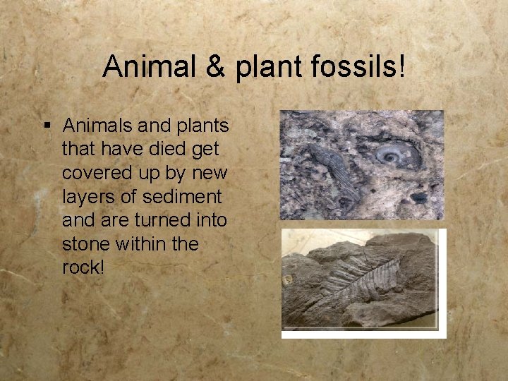 Animal & plant fossils! § Animals and plants that have died get covered up