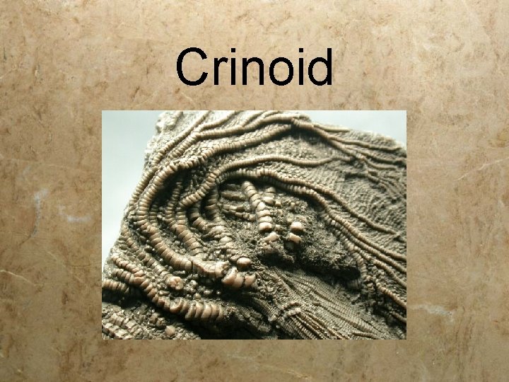 Crinoid 
