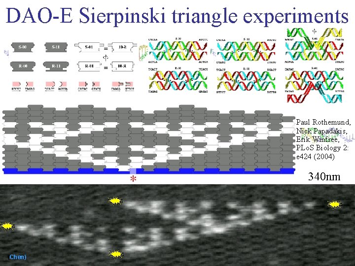 DAO-E Sierpinski triangle experiments Paul Rothemund, Nick Papadakis, Erik Winfree, PLo. S Biology 2: