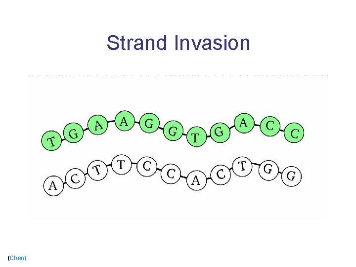 Strand Invasion (Chen) 