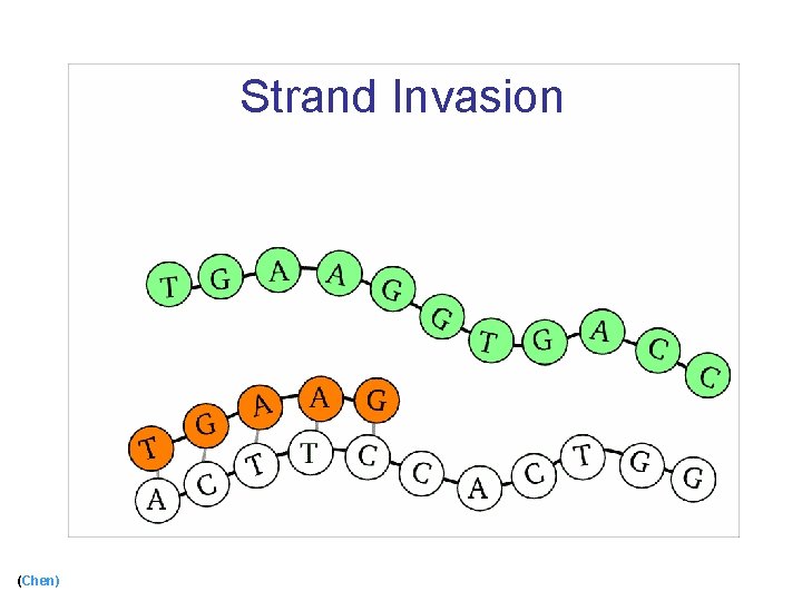 Strand Invasion (Chen) 