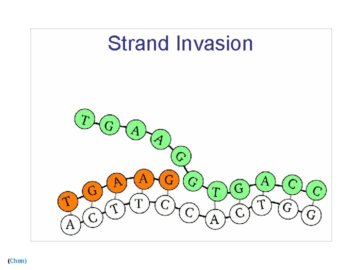 Strand Invasion (Chen) 